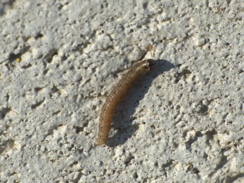 Réf. 273 993 : Bryotropha sp.